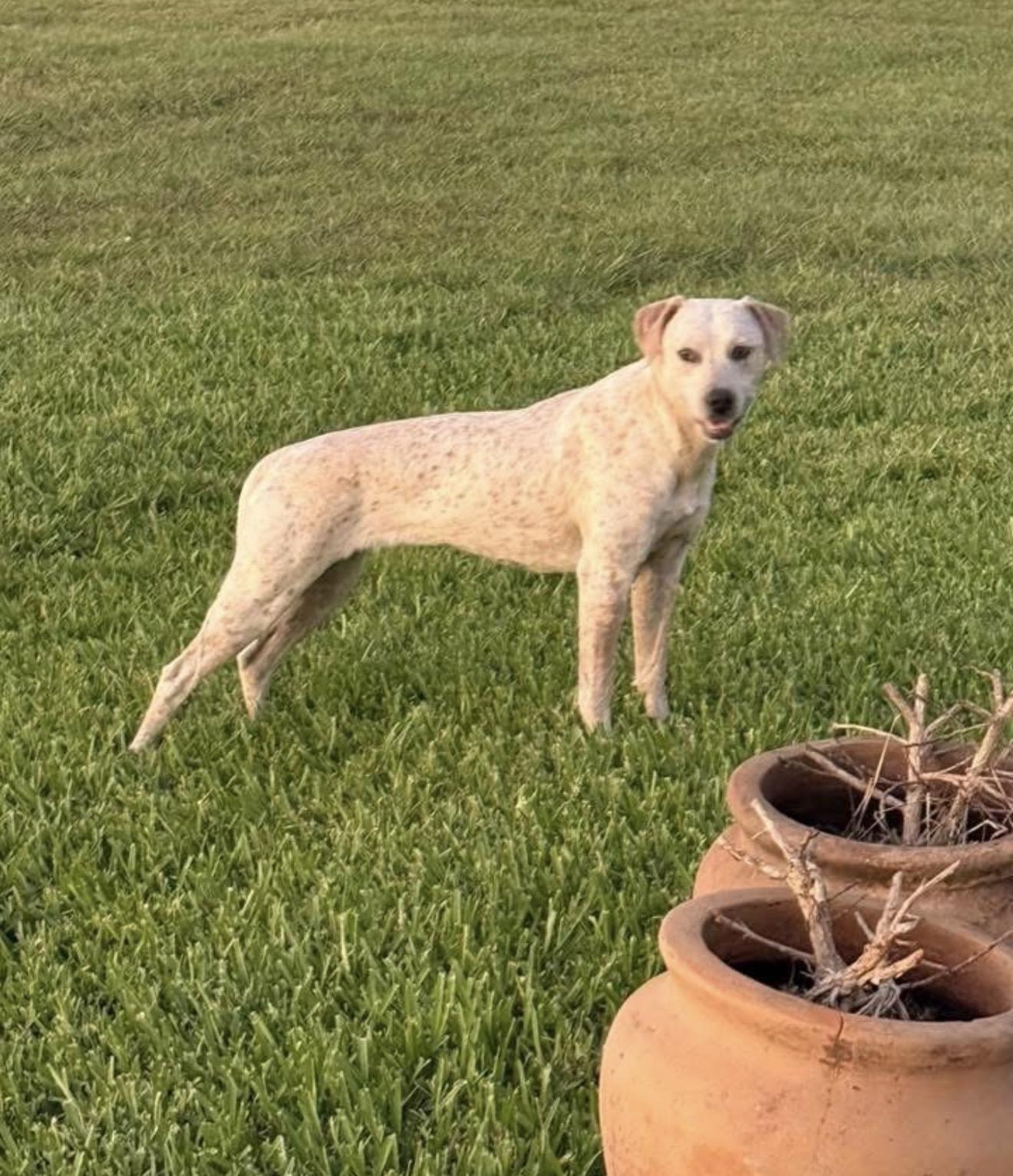 Enlarge Sadie , a ADOPTABLE mixed breed in Inez, TX image 3/6