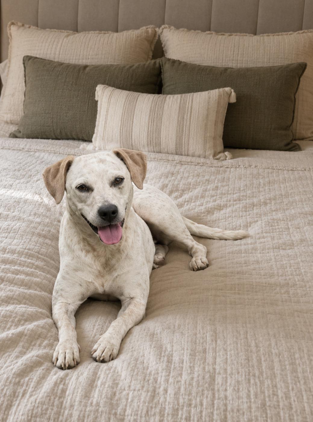 Enlarge Sadie , a ADOPTABLE mixed breed in Inez, TX image 1/6