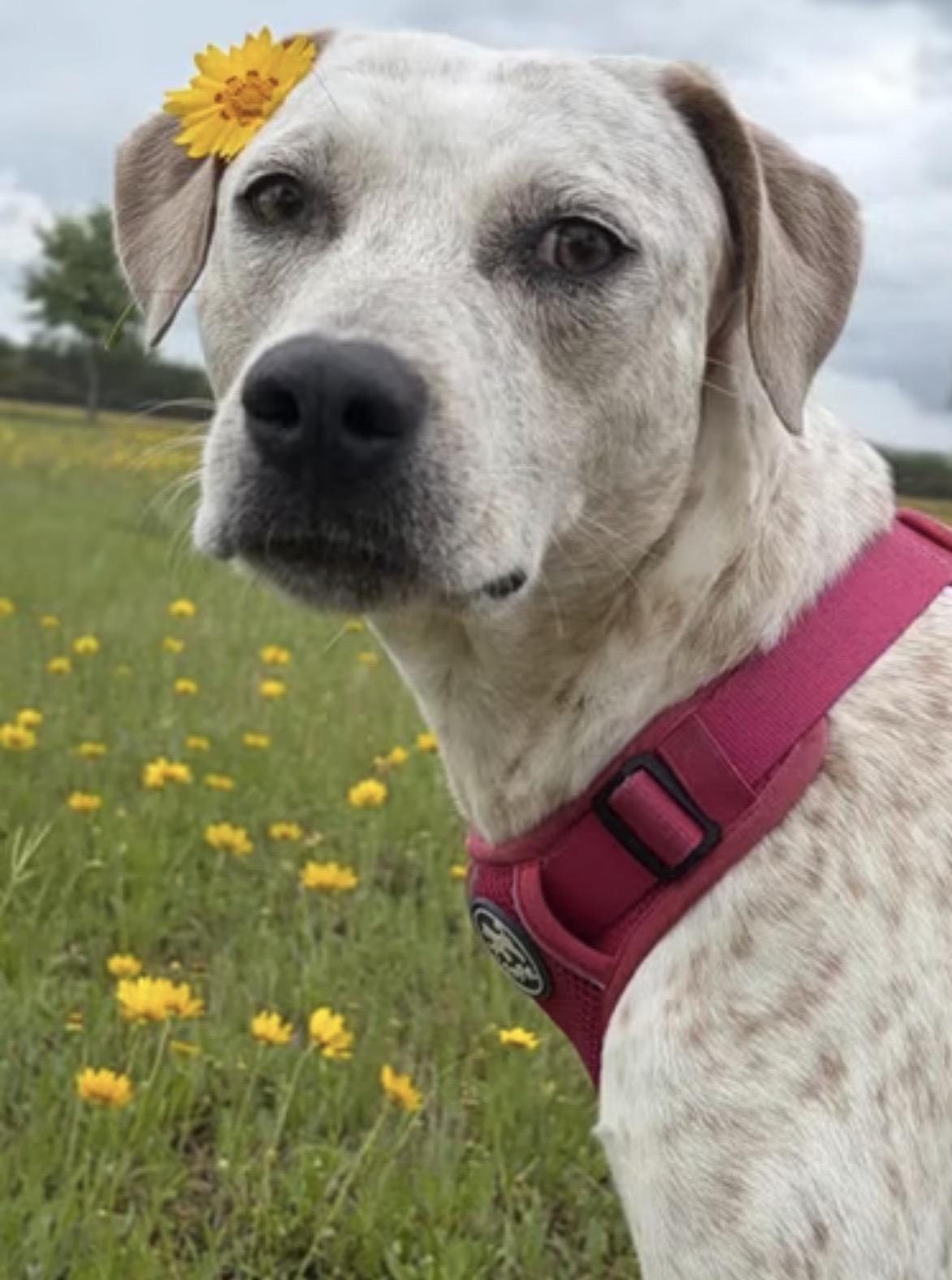 Sadie , ADOPTABLE, Adult Female Australian Cattle Dog / Blue Heeler.