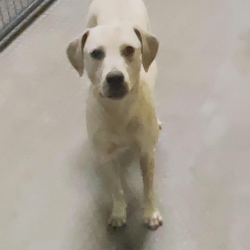 Enlarge Sadie , a ADOPTABLE mixed breed in Inez, TX image 5/6
