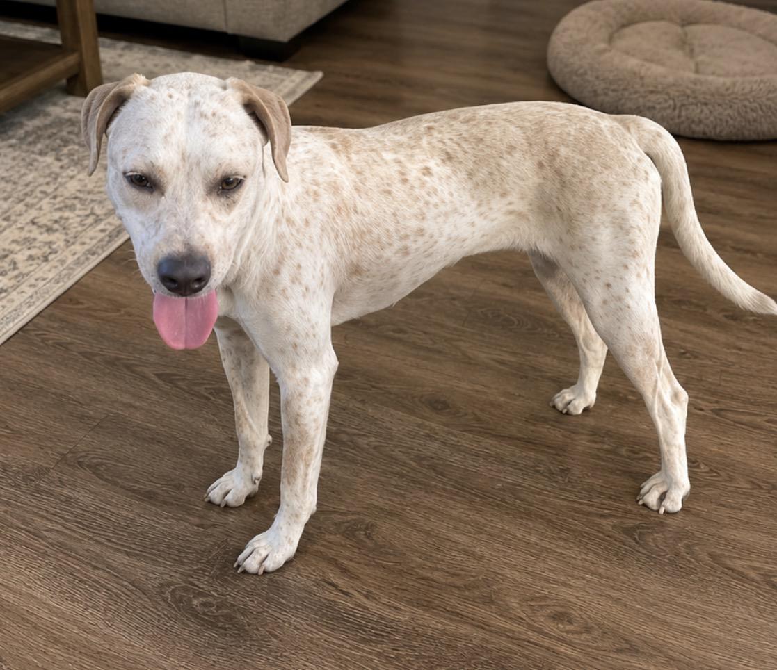 Enlarge Sadie , a ADOPTABLE mixed breed in Inez, TX image 2/6