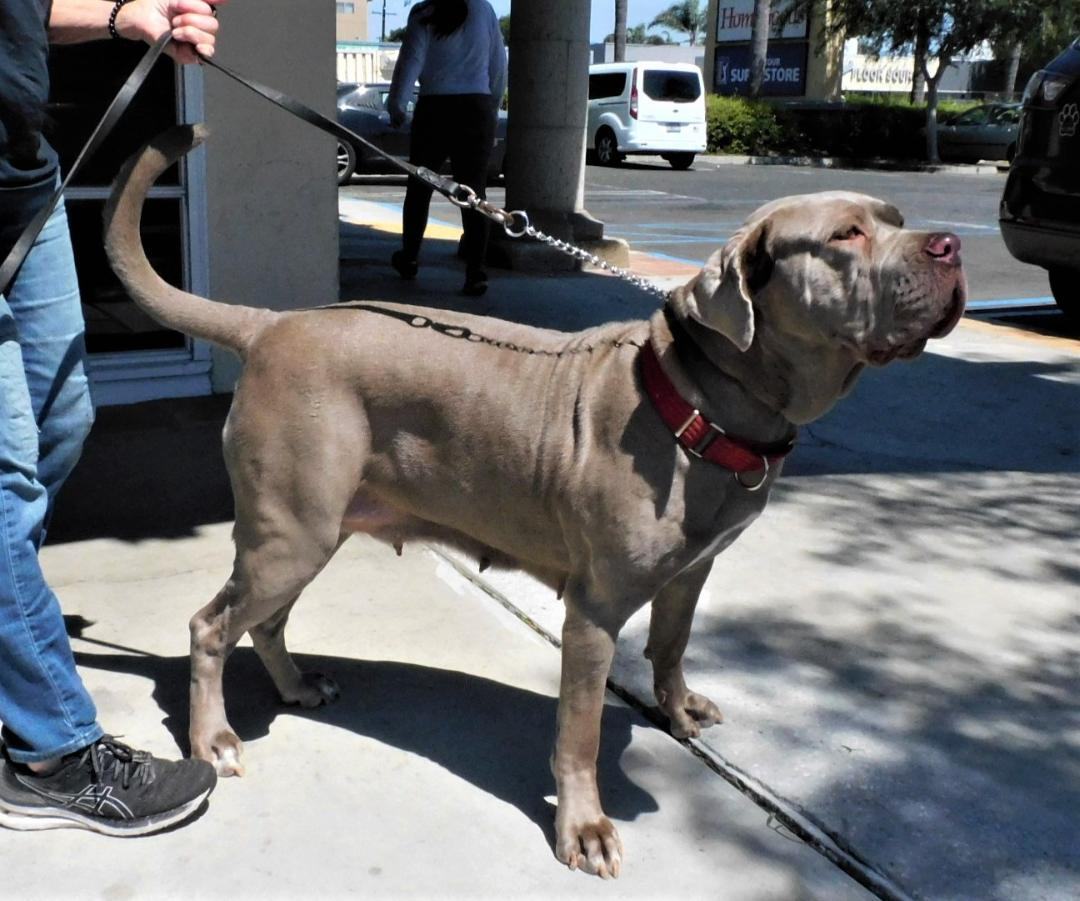 Gilda, Adoptable, Adult Female Mastiff.
