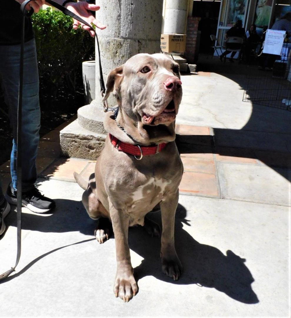 Gilda, a other Mastiff in Rancho Palos Verdes, CA image 2/6
