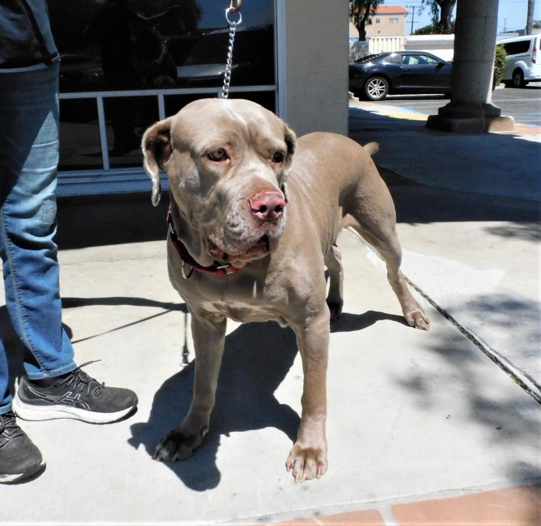 Gilda, a other Mastiff in Rancho Palos Verdes, CA image 4/6