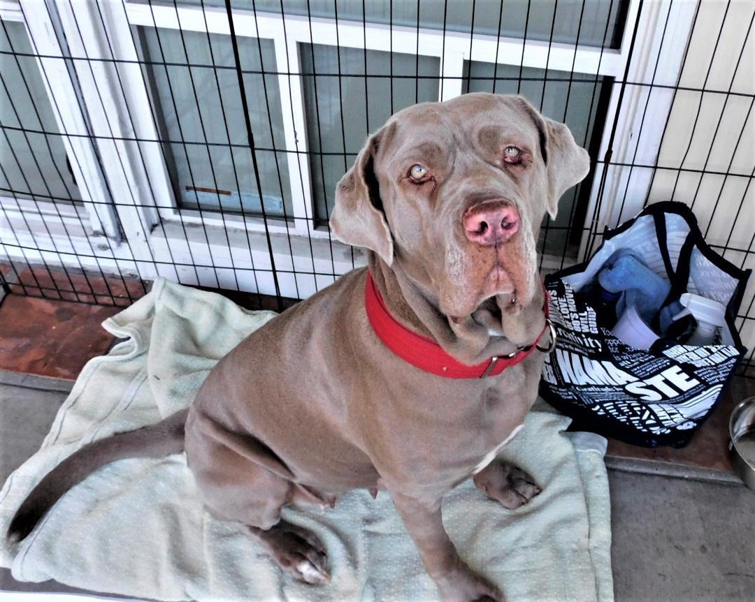 Gilda, a other Mastiff in Rancho Palos Verdes, CA image 5/6