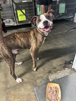 Teddy, Adoptable, Young Male Mixed Breed.