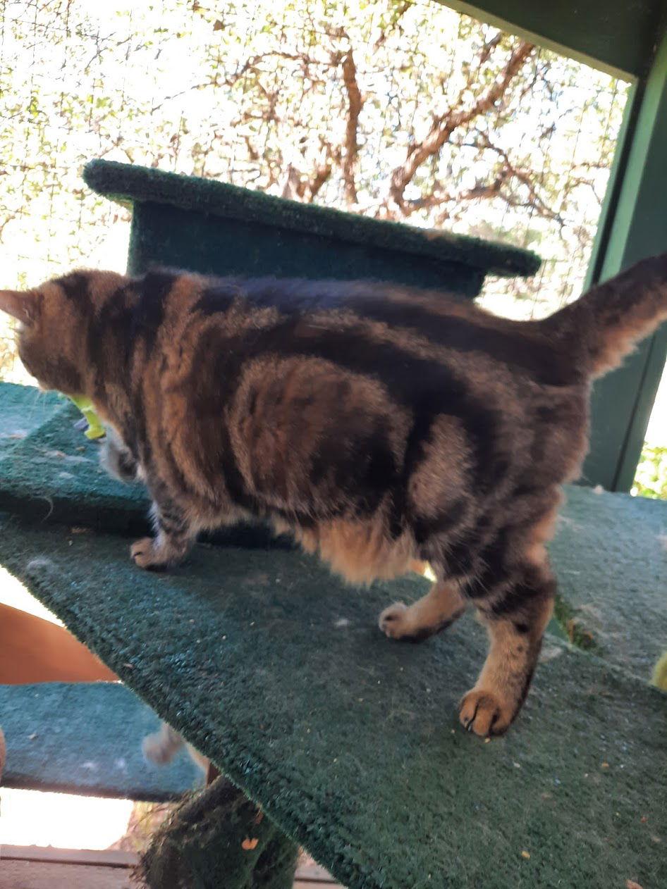 Gracie, a Adoptable Domestic Short Hair in Redding, CA image 3/3