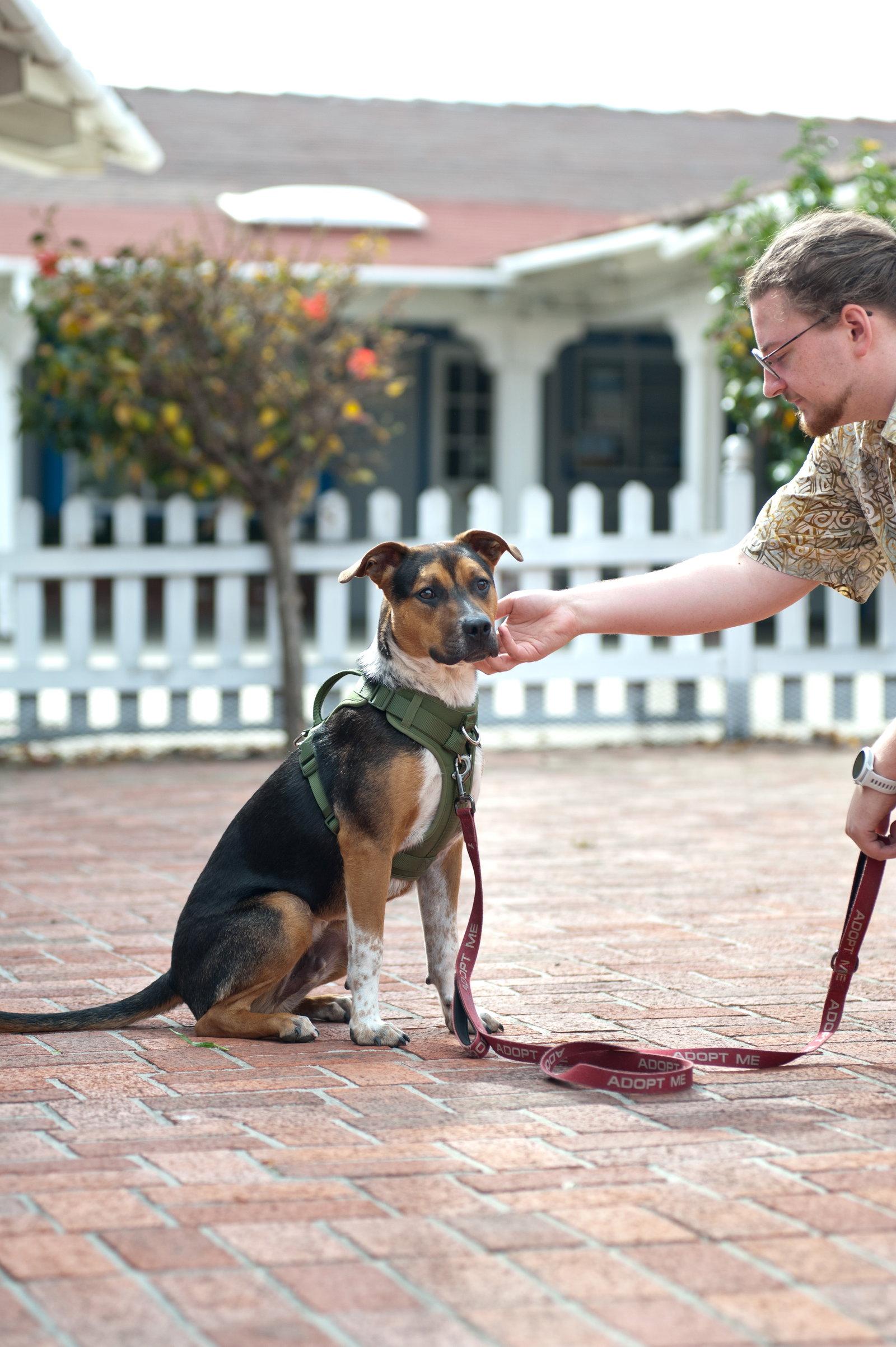 Bruno, Adopted, Young Male Pit Bull Terrier.