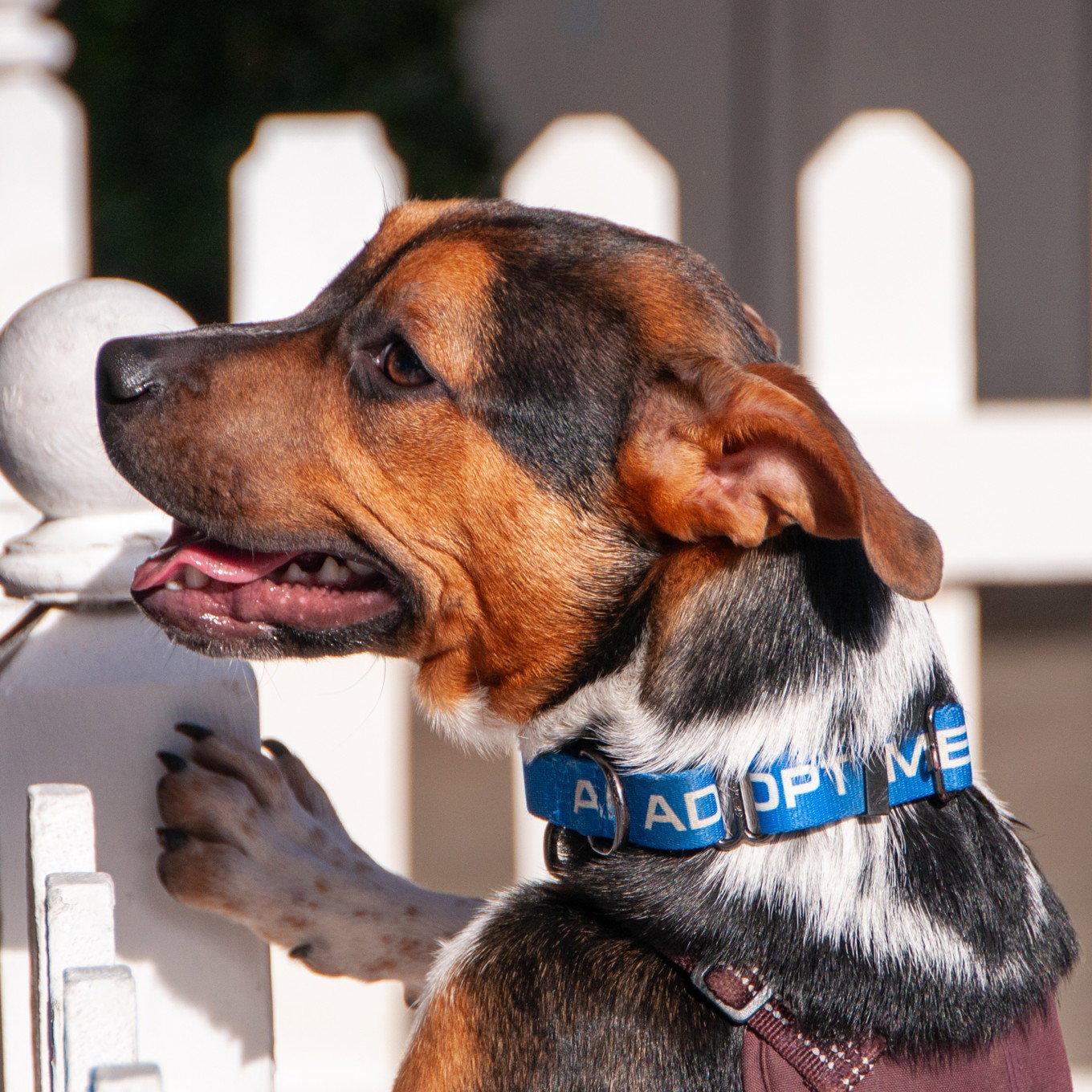 Enlarge Bruno, a Adopted Pit Bull Terrier in San Jose, CA image 2/3