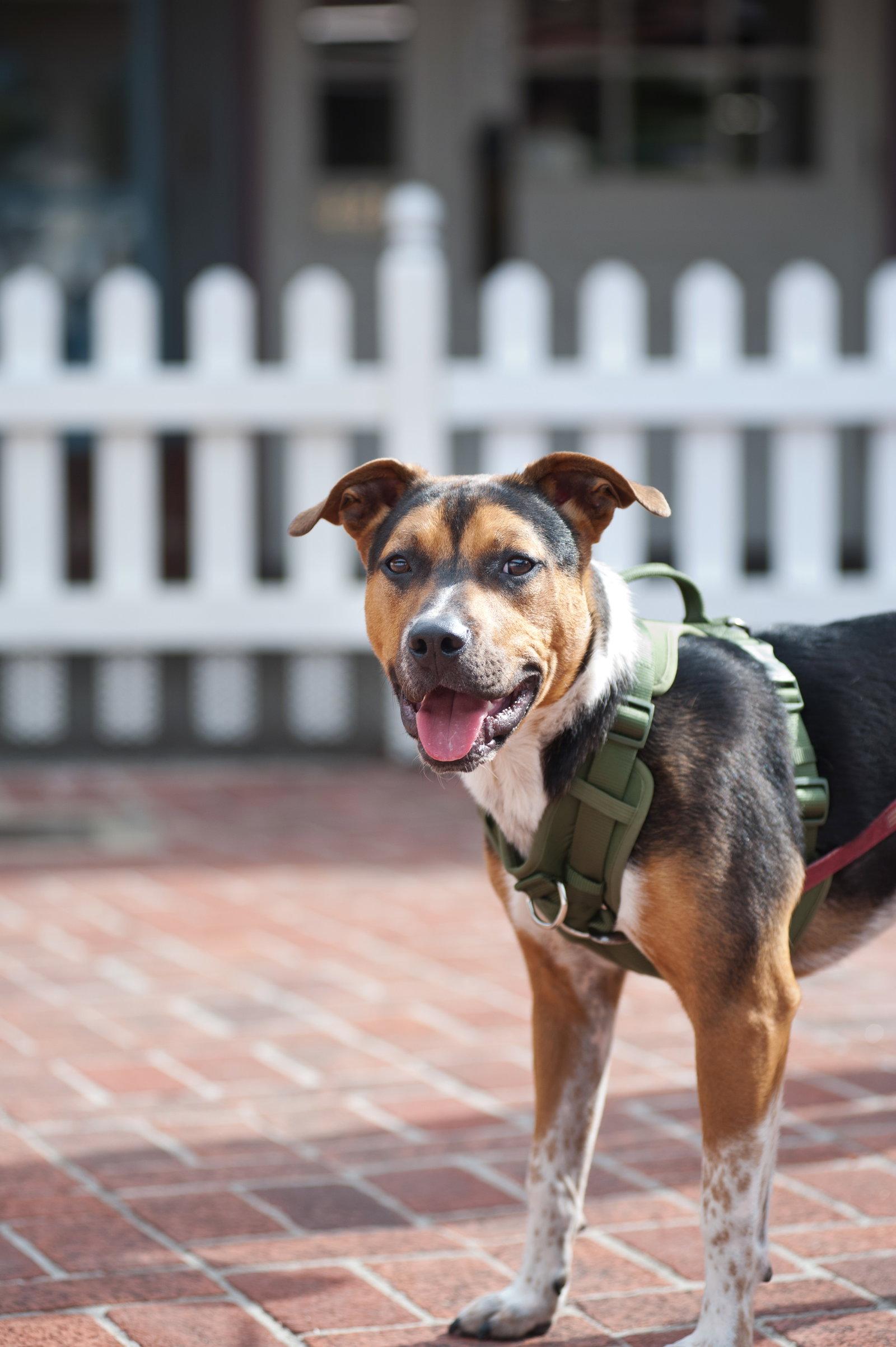 Enlarge Bruno, a Adopted Pit Bull Terrier in San Jose, CA image 3/3