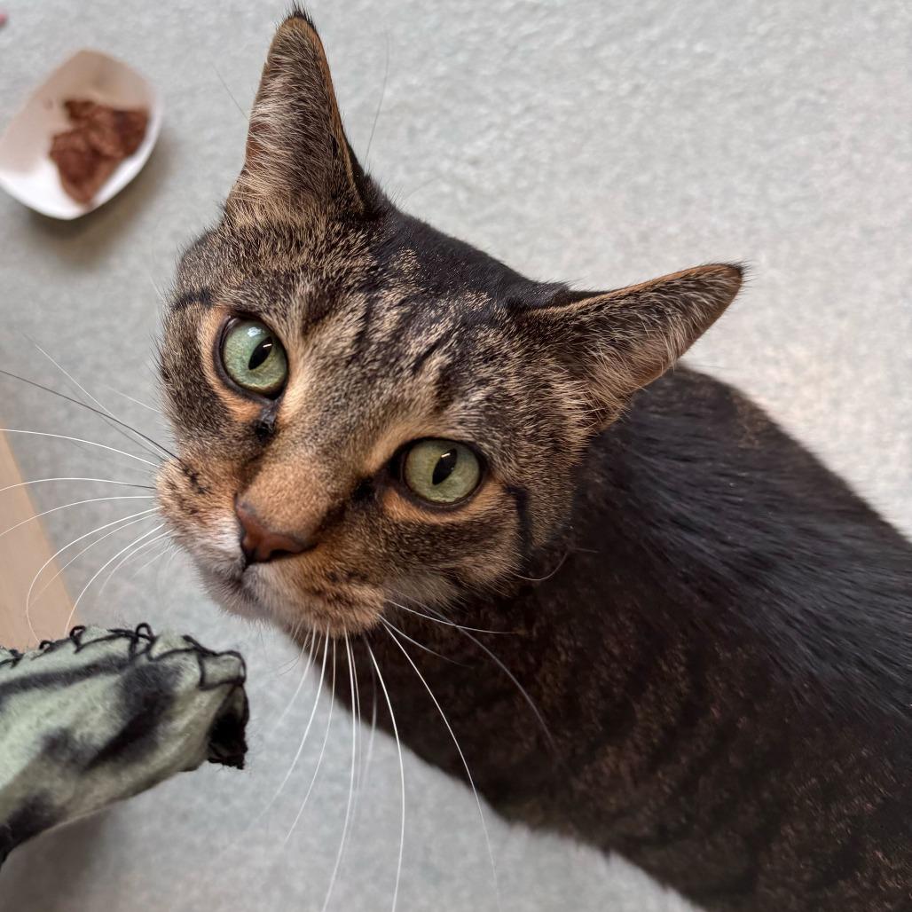 Charlie, Adoptable, Senior Male Domestic Short Hair.