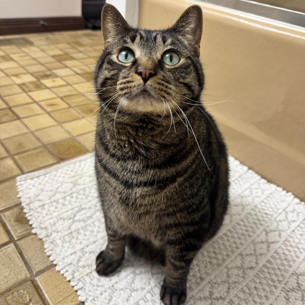 Charlie, a Adoptable Domestic Short Hair in Chicago, IL image 2/2