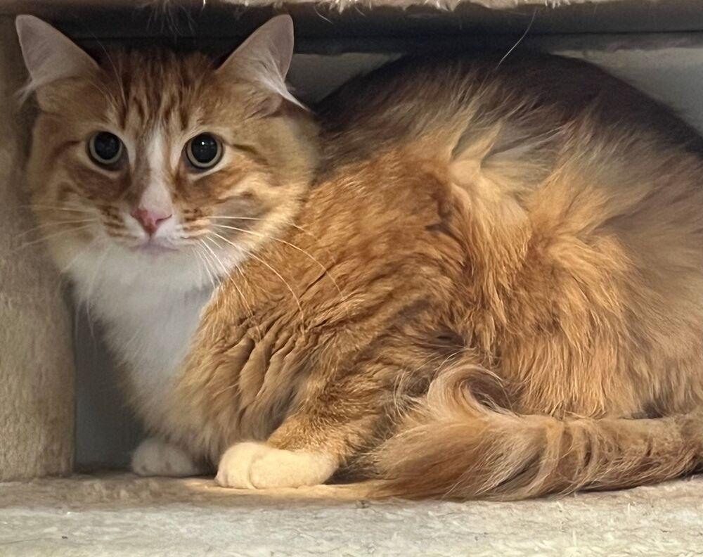 Theodore, a Adoptable Domestic Medium Hair in McPherson, KS image 1/2