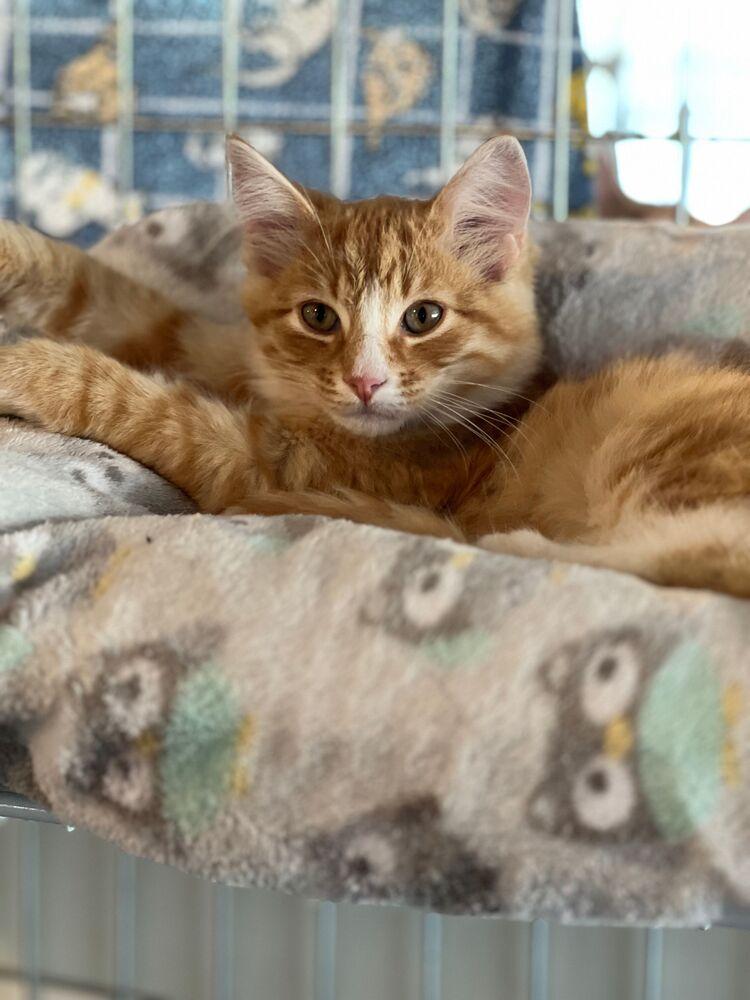 Theodore, a Adoptable Domestic Medium Hair in McPherson, KS image 2/2