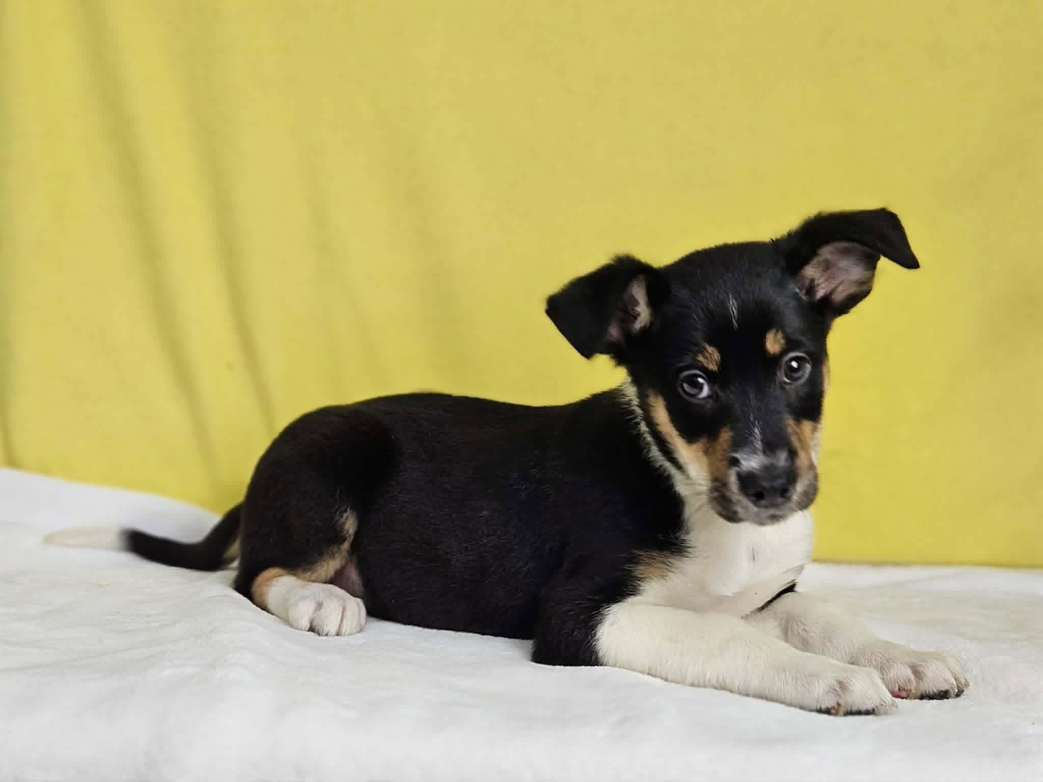 Enlarge Peter, a ADOPTABLE mixed breed in East Sparta, OH image 1/1