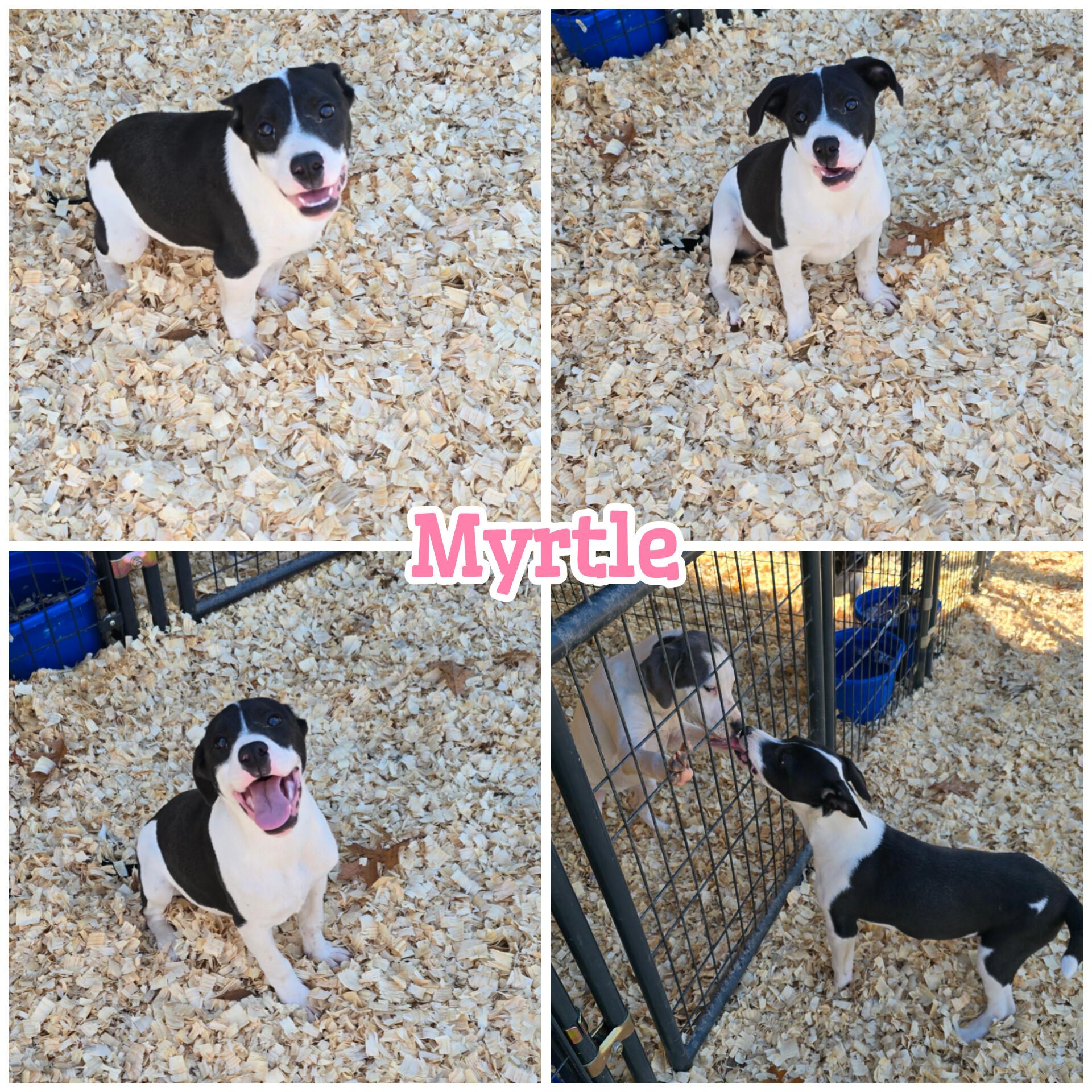 Enlarge Myrtle *Waived Fee Possible, a Adoptable mixed breed in Vicksburg, MS image 3/6