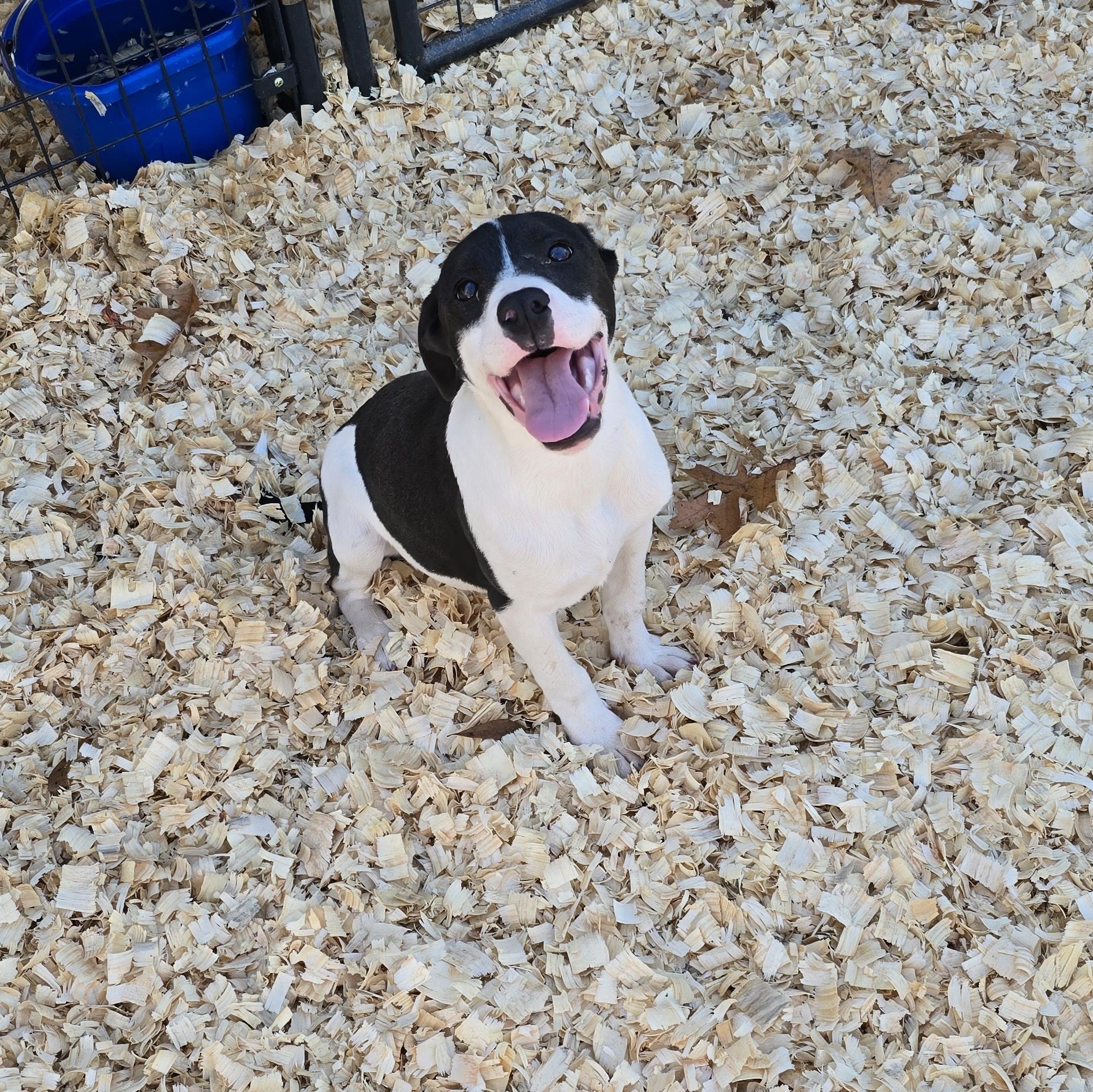 Myrtle *Waived Fee Possible, Adoptable, Puppy Female American Bulldog.