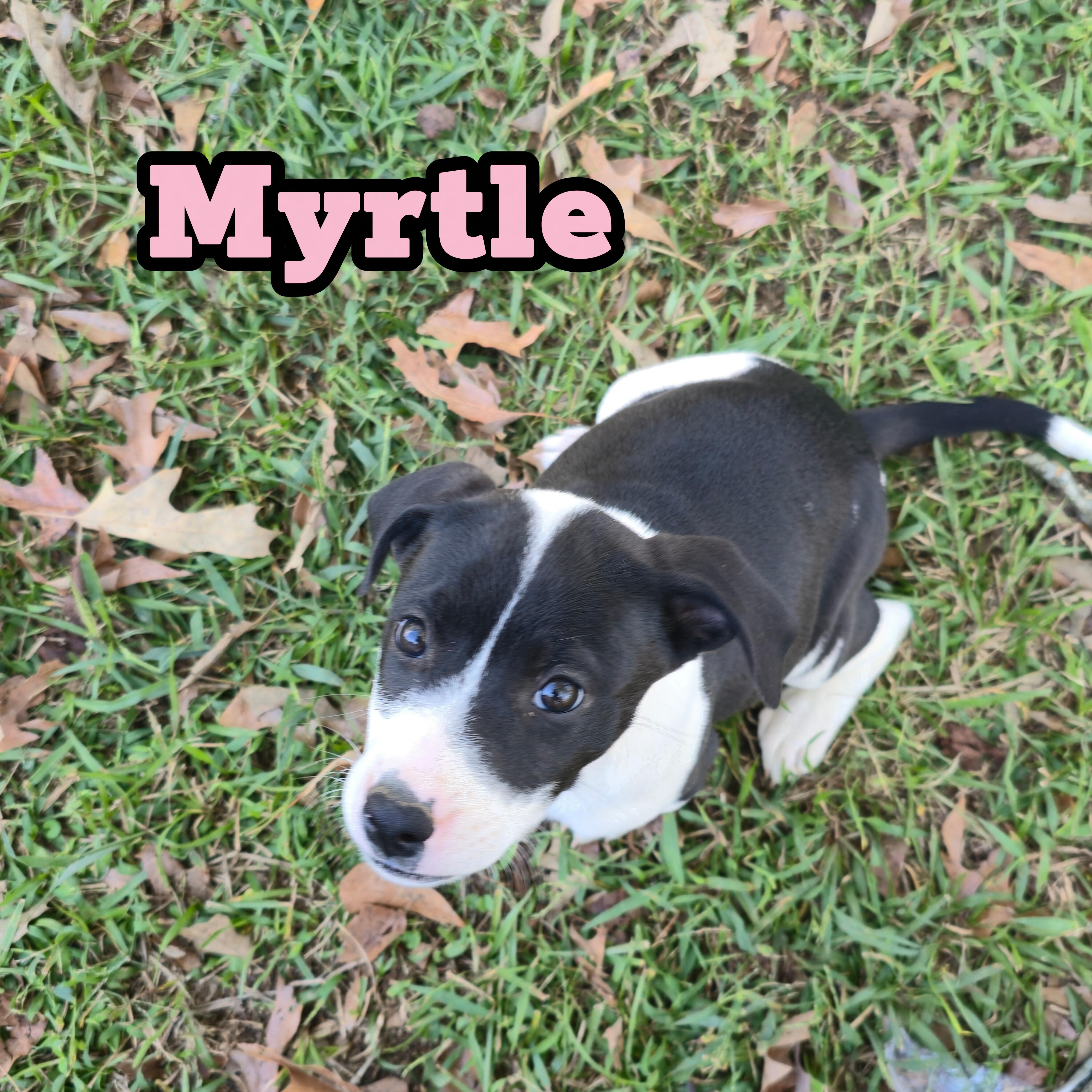 Enlarge Myrtle *Waived Fee Possible, a Adoptable mixed breed in Vicksburg, MS image 4/6