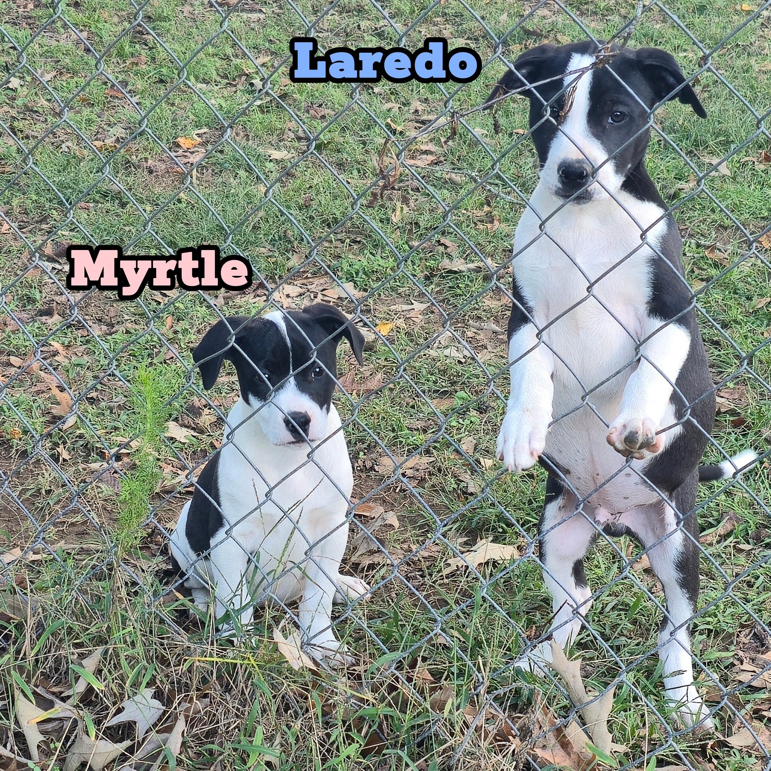 Enlarge Myrtle *Waived Fee Possible, a Adoptable mixed breed in Vicksburg, MS image 6/6