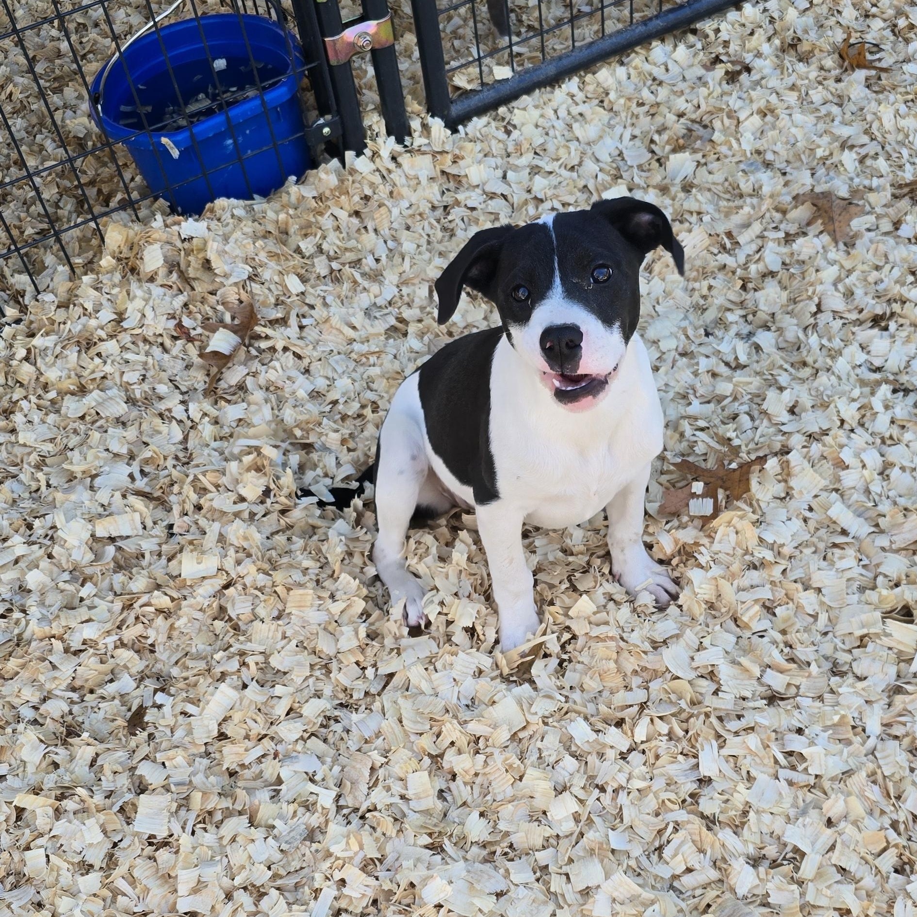 Enlarge Myrtle *Waived Fee Possible, a Adoptable mixed breed in Vicksburg, MS image 2/6