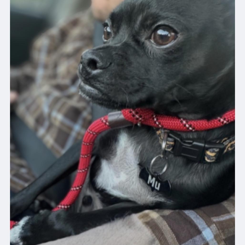 Mu, Adoptable, Young Male Pug & Chihuahua.