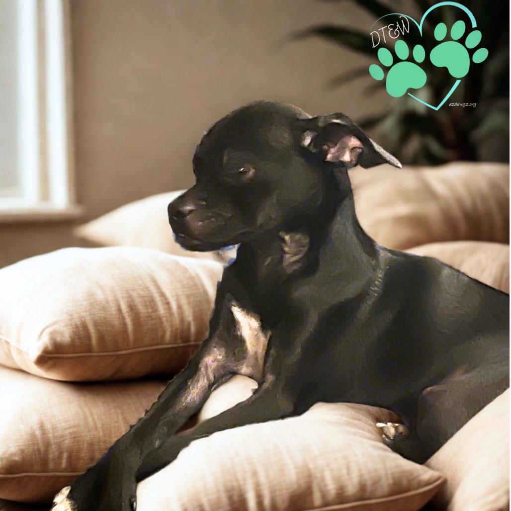 Enlarge Moo, a Adoptable mixed breed in Phoenix, AZ image 1/3