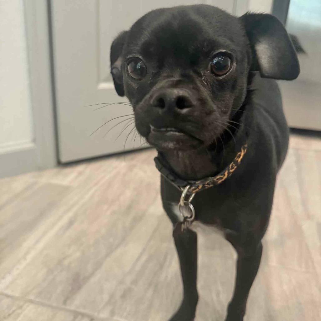 Enlarge Moo, a Adoptable mixed breed in Phoenix, AZ image 2/3