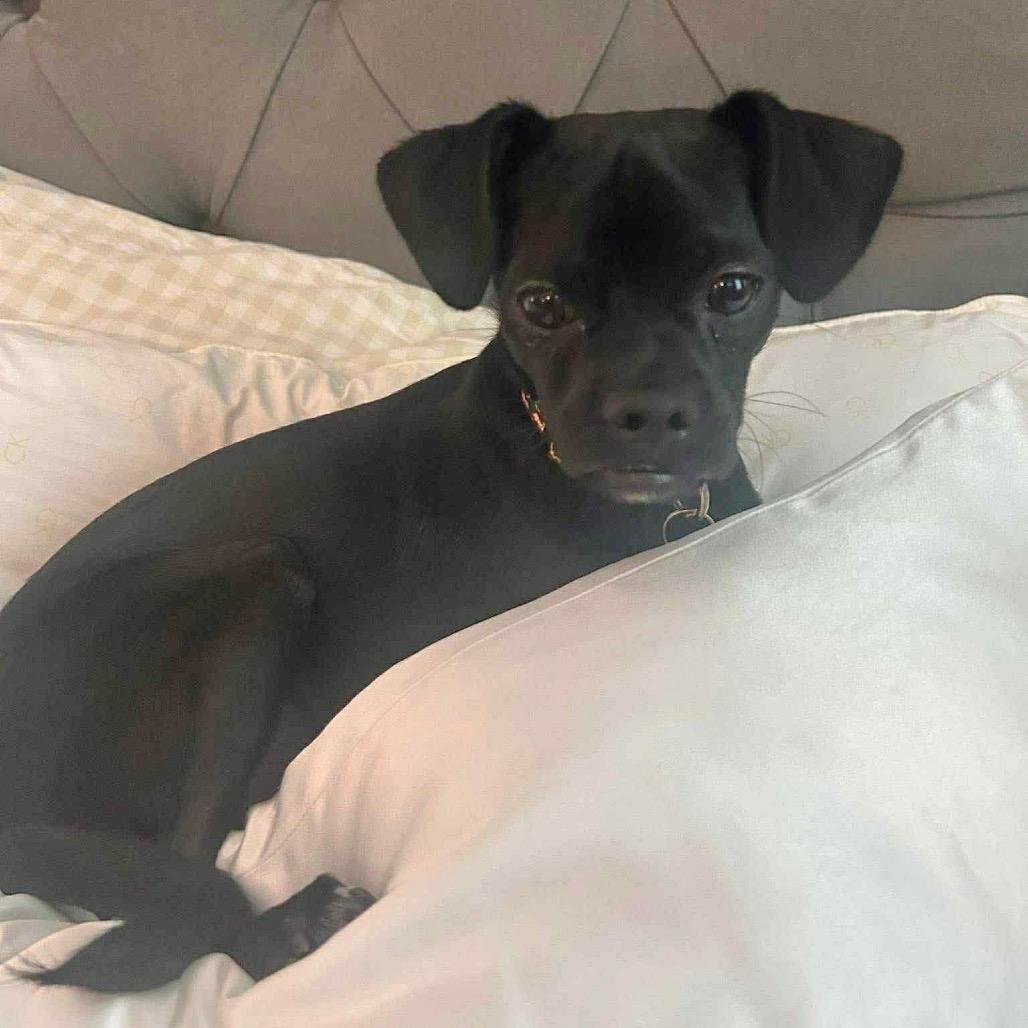 Enlarge Moo, a Adoptable mixed breed in Phoenix, AZ image 3/3