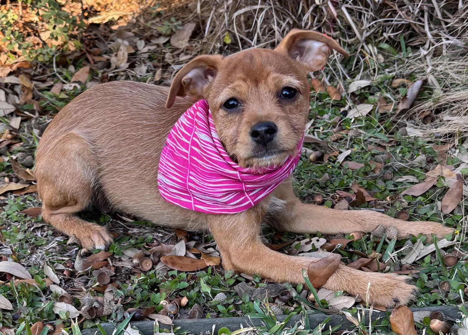 Enlarge Happy HAILEY - Little Chi/Terrier Luv Bug!, a Adoptable mixed breed in Groton, CT image 1/6