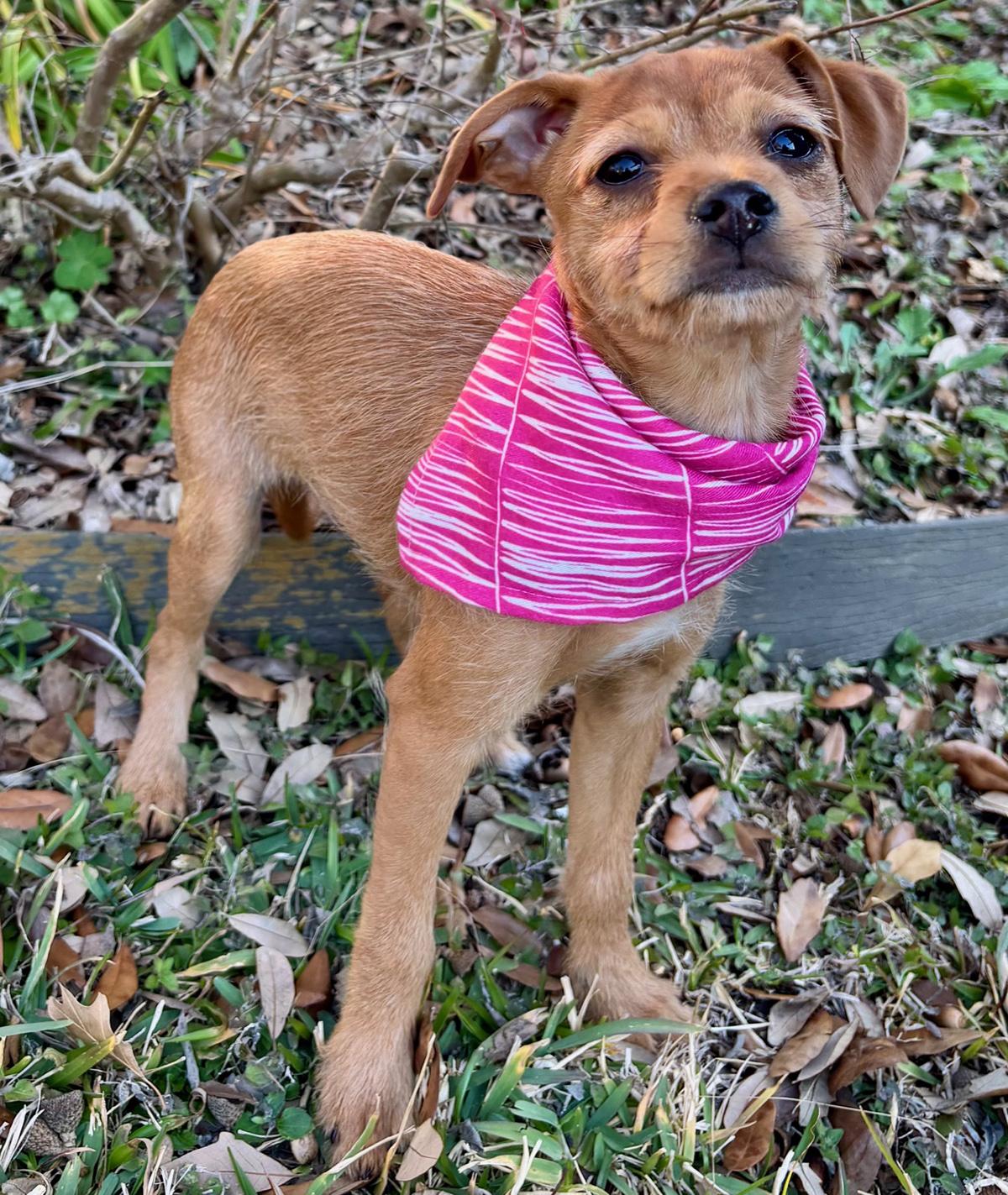 Enlarge Happy HAILEY - Little Chi/Terrier Luv Bug!, a Adoptable mixed breed in Groton, CT image 4/6