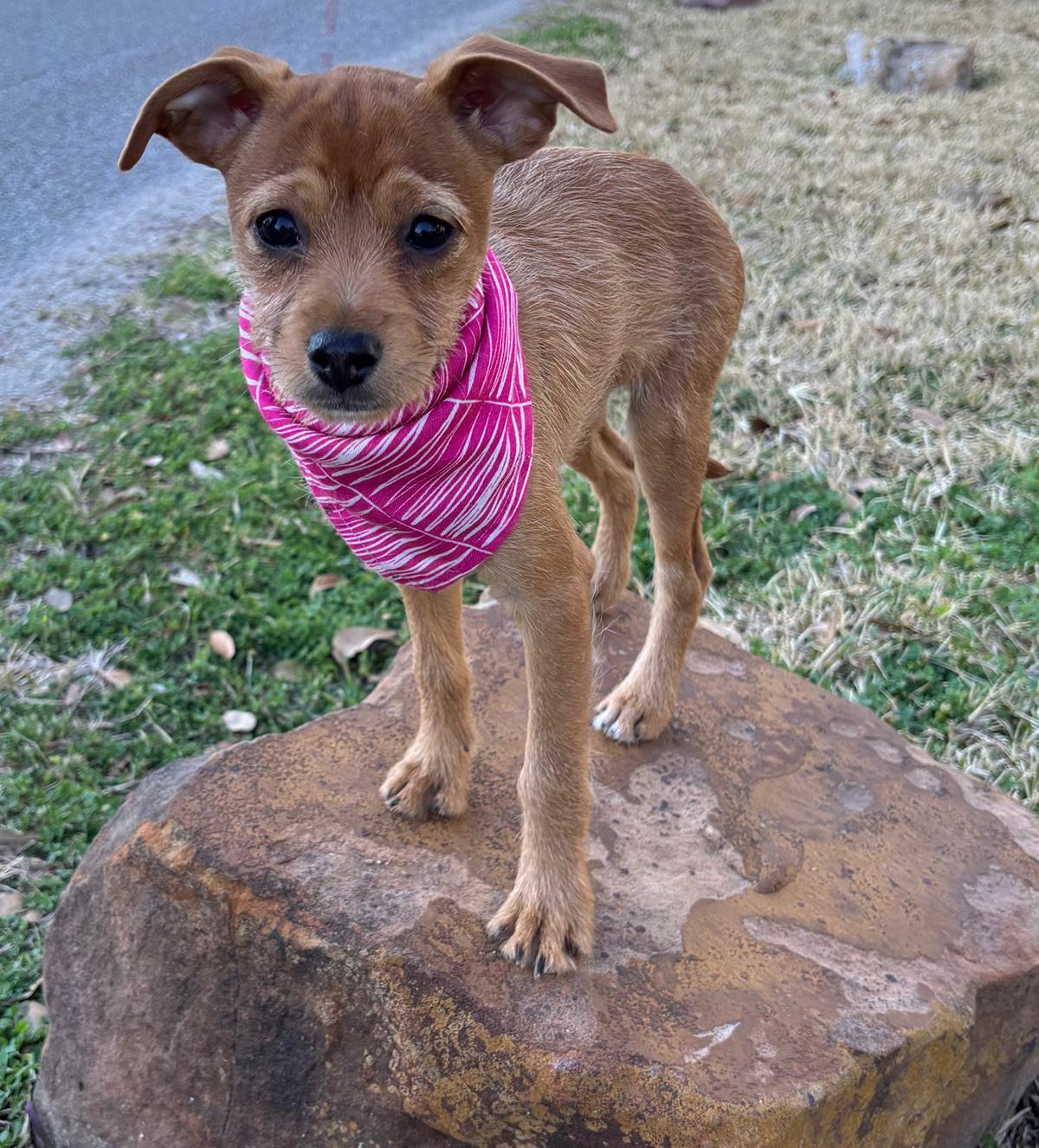 Enlarge Happy HAILEY - Little Chi/Terrier Luv Bug!, a Adoptable mixed breed in Groton, CT image 3/6