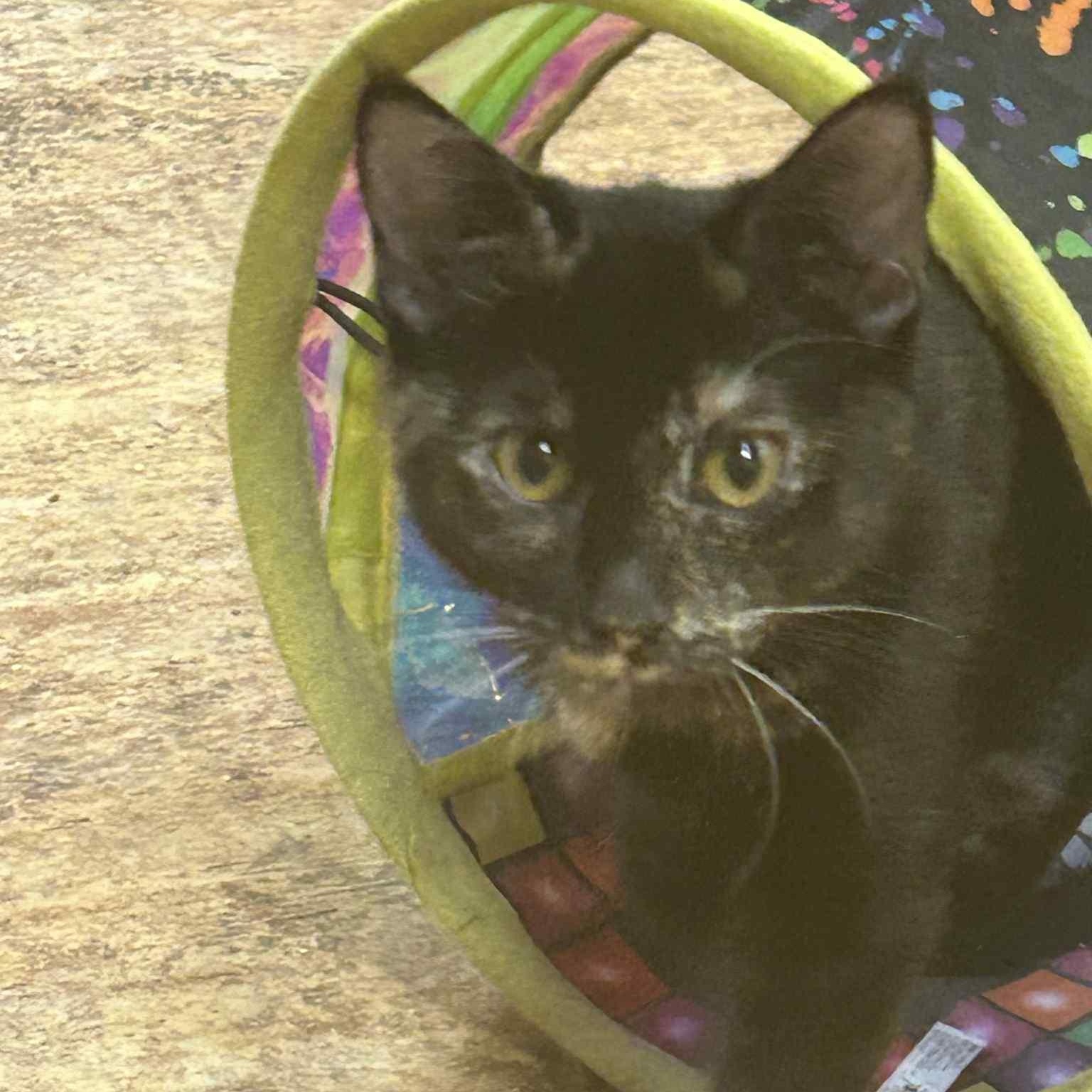 Lucy Lu, Adopted, Young Female Domestic Short Hair.