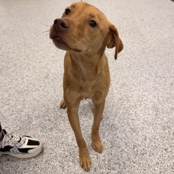 Oliver, adoptable, Adult Male Mixed Breed.