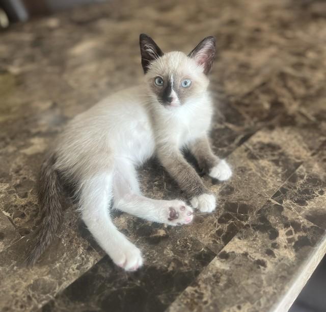 Celia A218942, adopted, Kitten Female Snowshoe.