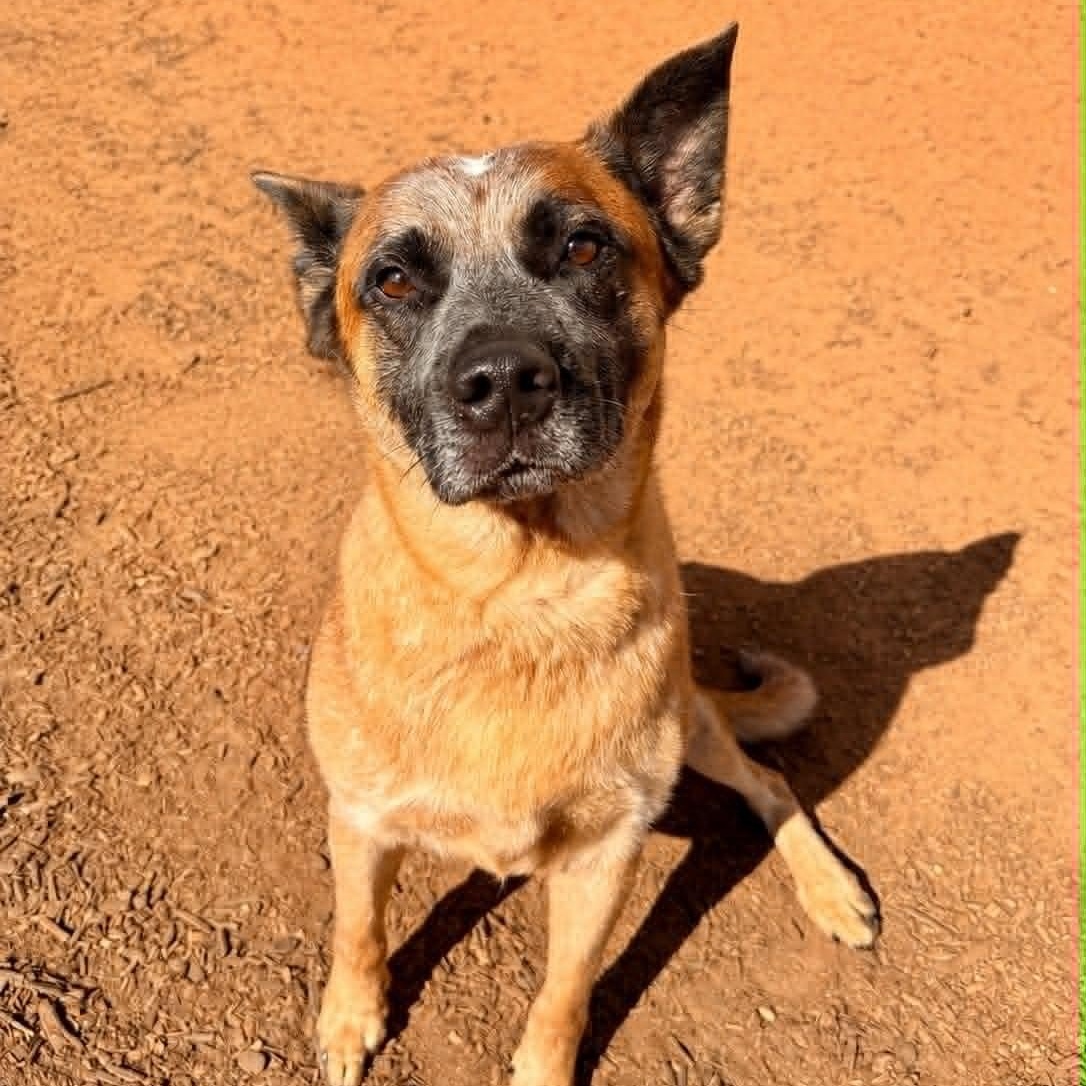 Enlarge Thunder, a Adoptable mixed breed in Leesburg, VA image 4/6