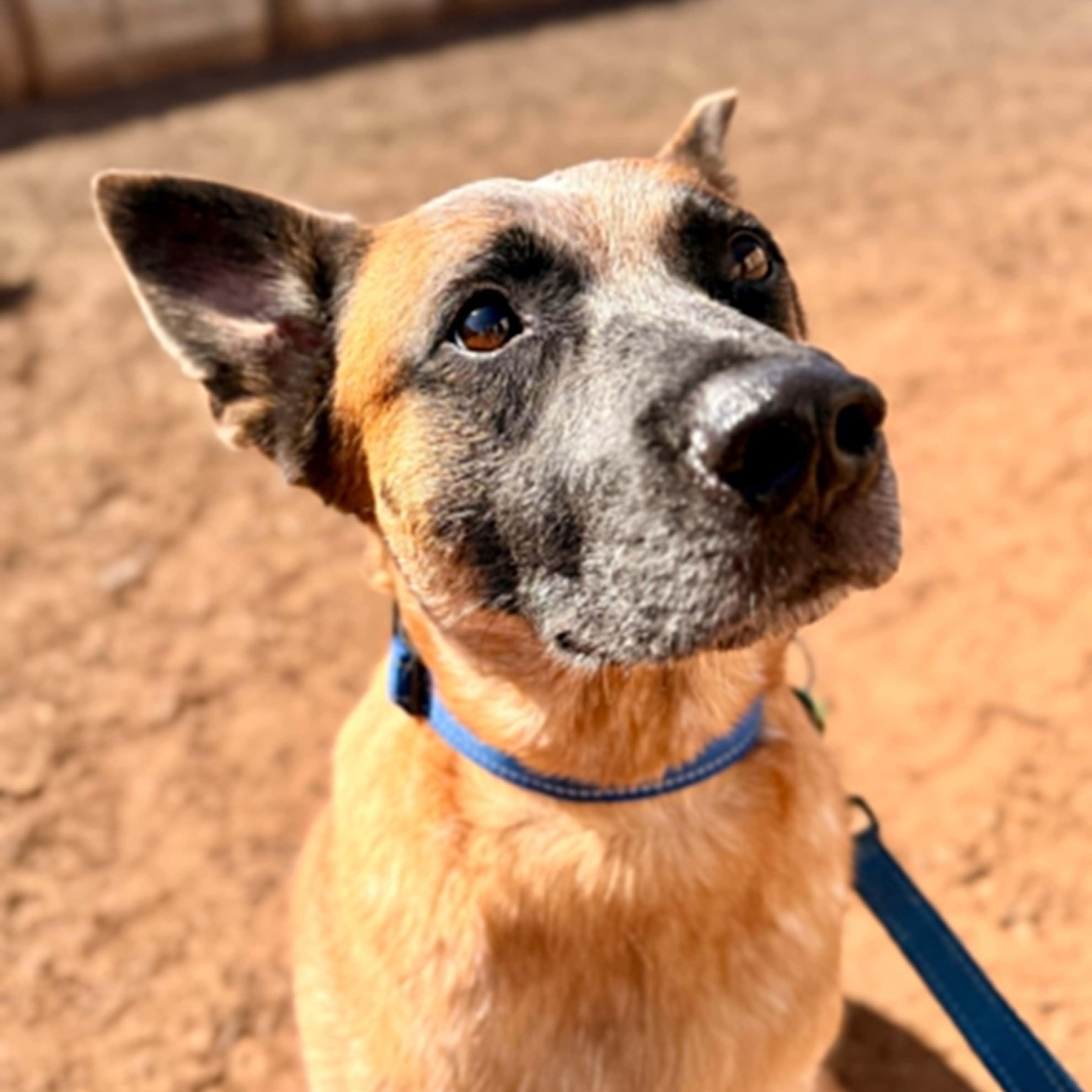 Thunder, Adoptable, Young Male Cattle Dog & Shepherd.