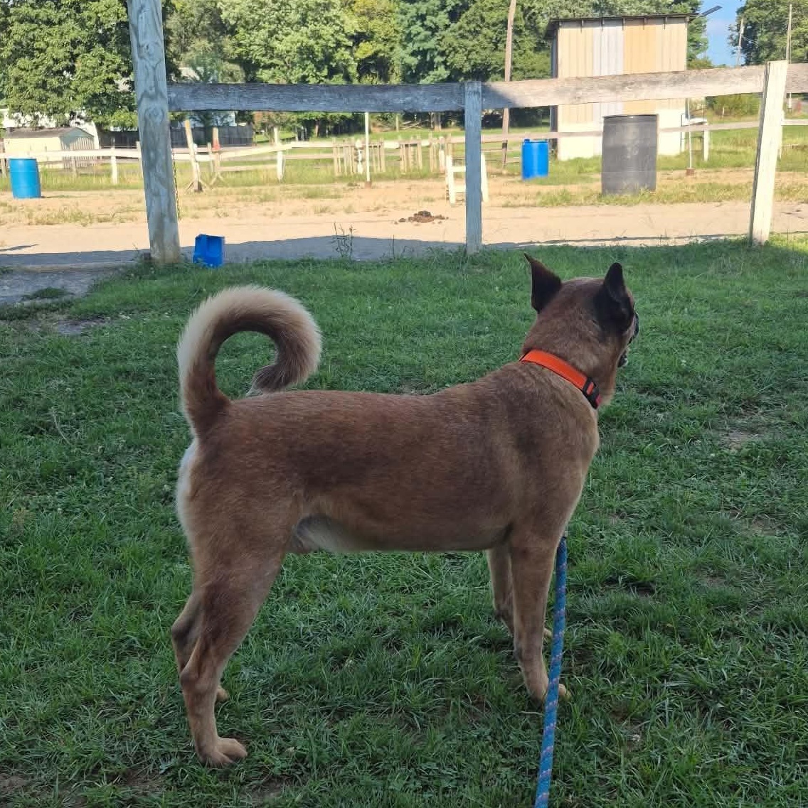 Enlarge Thunder, a Adoptable mixed breed in Leesburg, VA image 6/6
