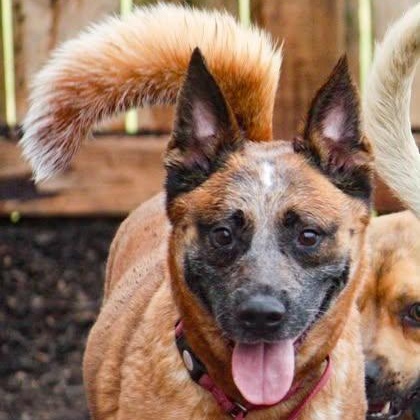 Enlarge Thunder, a Adoptable mixed breed in Leesburg, VA image 3/6