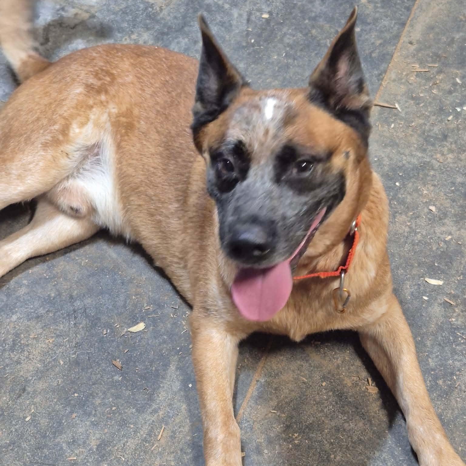 Enlarge Thunder, a Adoptable mixed breed in Leesburg, VA image 2/6