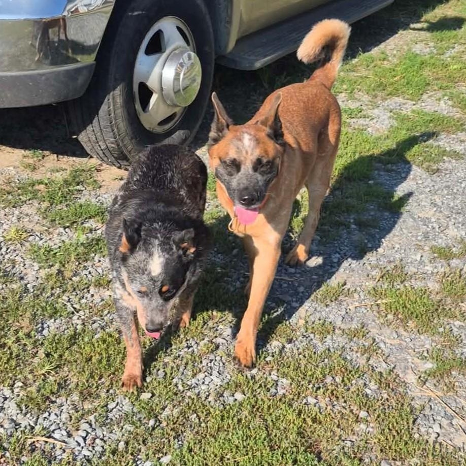 Enlarge Thunder, a Adoptable mixed breed in Leesburg, VA image 5/6