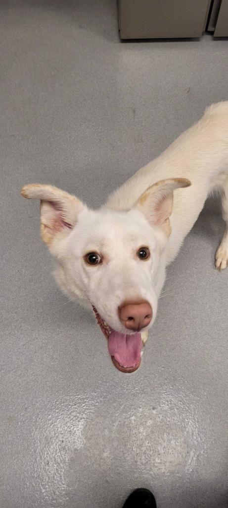 Shampoo, Adoptable, Young Male Labrador Retriever & Mixed Breed.