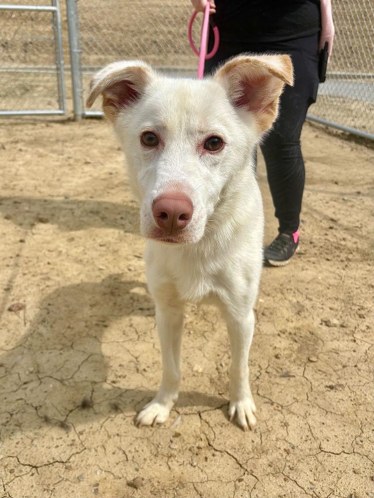 Enlarge Shampoo, a Adoptable mixed breed in Chillicothe, OH image 2/2