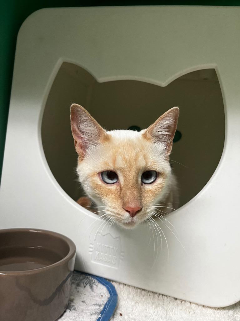 Enlarge Pippa, a Adoptable Siamese in Utica, MI image 1/2