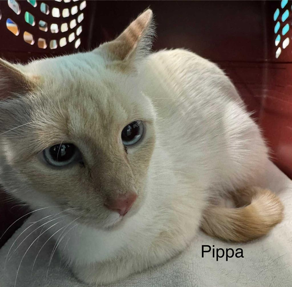 Enlarge Pippa, a Adoptable Siamese in Utica, MI image 1/2