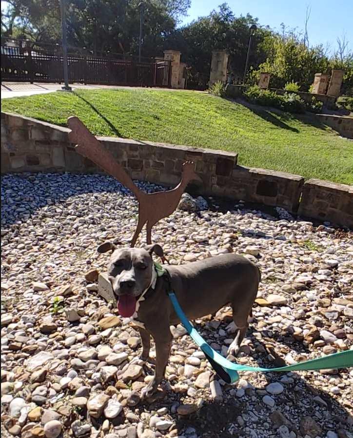 Betty Boop, Adoptable, Young Female American Staffordshire Terrier.