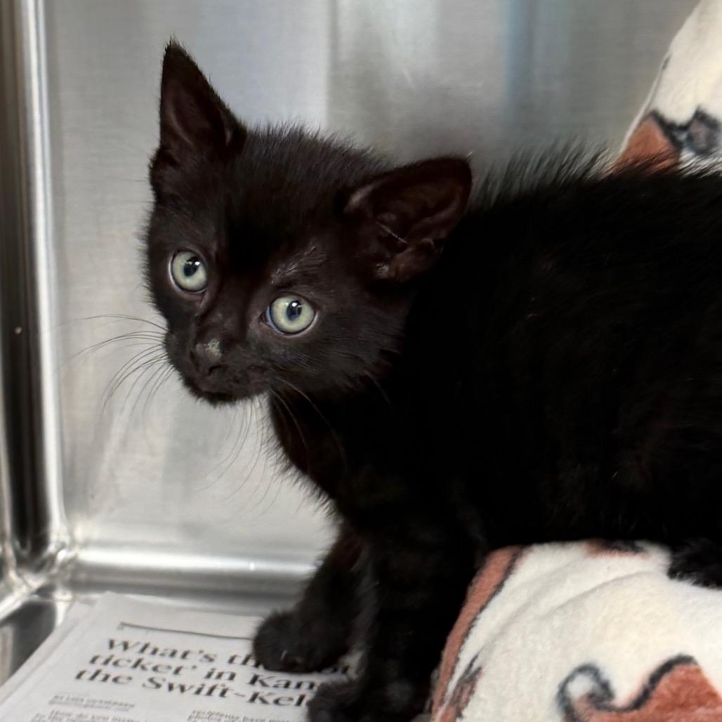 Bounce, ADOPTABLE, Kitten Female Domestic Short Hair.