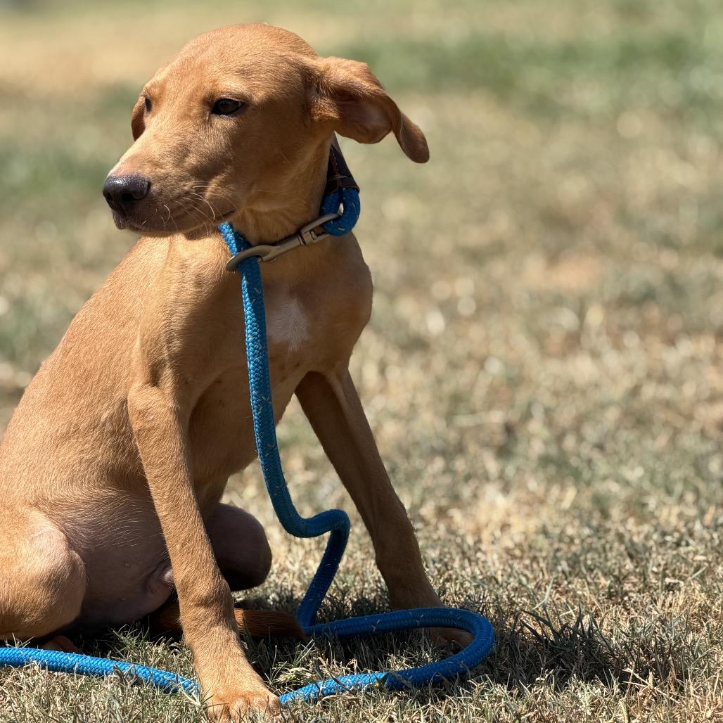Lasagna Pan, Adoptable, Puppy Male Mixed Breed.
