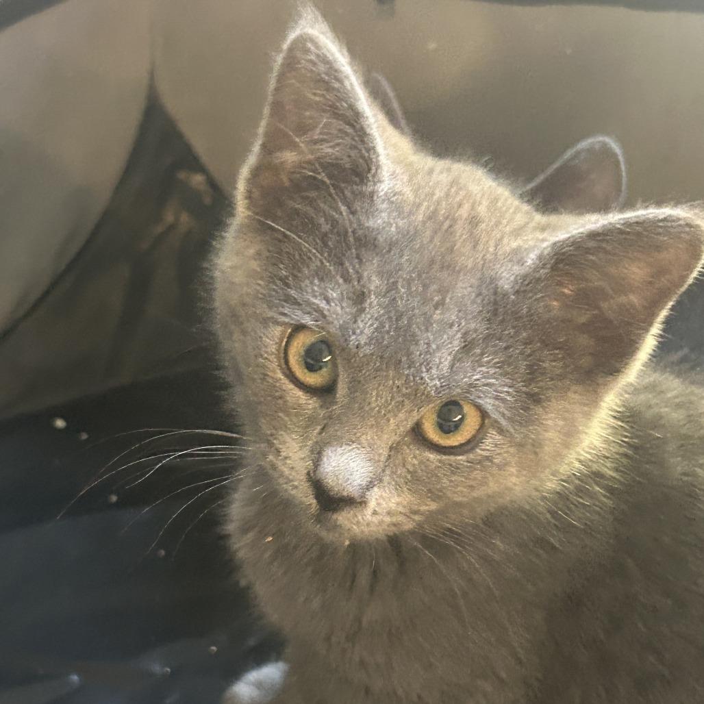 Enlarge Macy, a Adoptable Domestic Short Hair in Santa Rosa, CA image 1/3