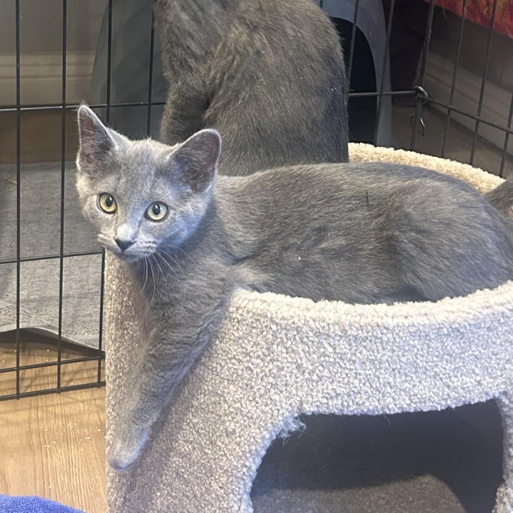 Enlarge Macy, a Adoptable Domestic Short Hair in Santa Rosa, CA image 2/3