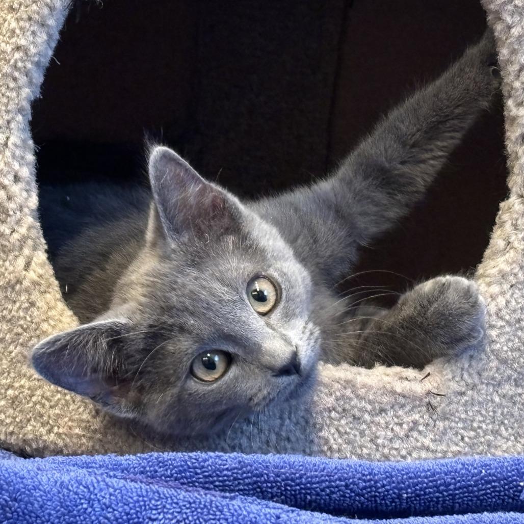 Enlarge Macy, a Adoptable Domestic Short Hair in Santa Rosa, CA image 3/3